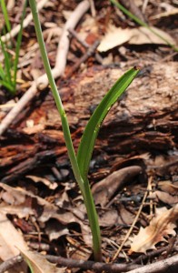 Shy Sun Orchid leaf