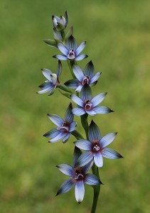 Western Azure Sun Orchid