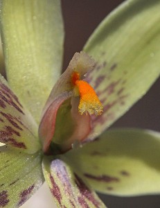 Custard Orchid