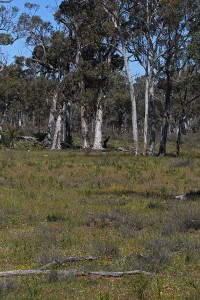 Thelymitra villosa habitat
