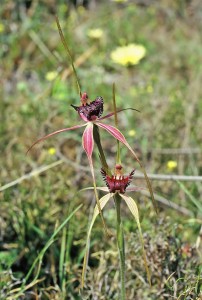 Broad-lipped Spider Orchid