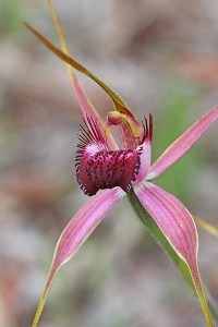 Carousel Spider Orchid