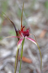 Carousel Spider Orchid