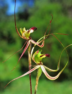 Forest Mantis Orchid