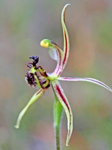 4. Dragon Orchids