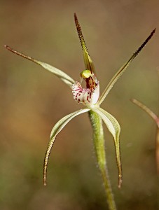 Limestone Spider Orchid