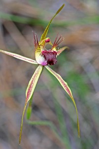 Karri Spider Orchid