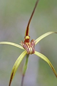 Mustard Orchid