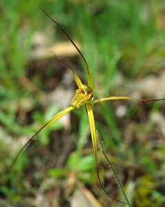 Cape Spider Orchid