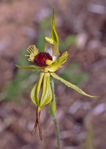 Arrowsmith Spider Orchid