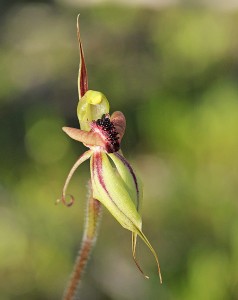 Crested Spider Orchid