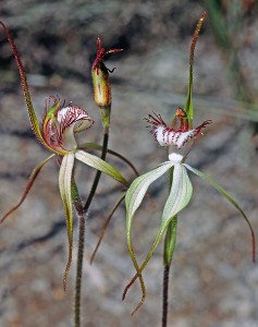 Reclining Spider Orchid
