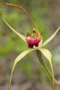 Esperance King Spider Orchid