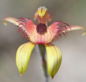 Dancing Spider Orchid