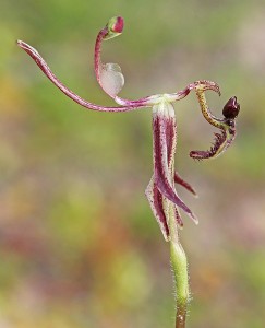 Hinged Dragon Orchid