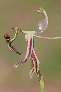 Hinged Dragon Orchid