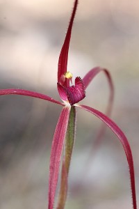 Patricia's Spider Orchid