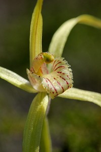 Elegant Spider Orchid