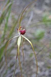 Giant Spider Orchid