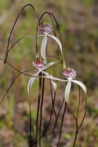 Salt Lake Spider Orchid