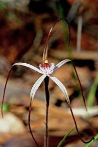 Moora Spider Orchid