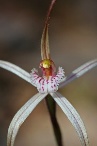 Moora Spider Orchid