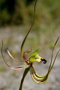 Green Spider Orchid, Fringed Mantis Orchid