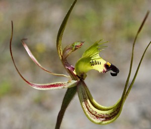 Green Spider Orchid, Fringed Mantis Orchid