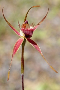 Rusty Spider Orchid