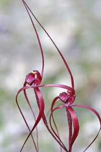 Blood Spider Orchid