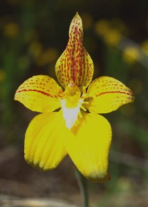Kalbarri Cowslip Orchid