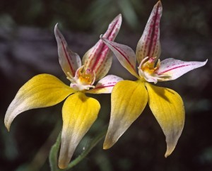 Karri Cowslip Orchid