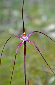 Crimson Spider Orchid