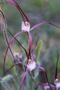 Crimson Spider Orchid