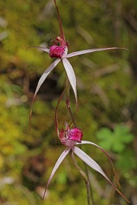 Cherry Spider Orchid