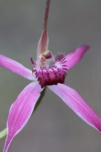 Pink Spider Orchid