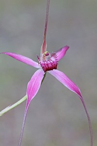 Pink Spider Orchid