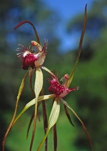 Heberle's Spider Orchid
