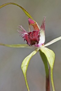 Heberle's Spider Orchid