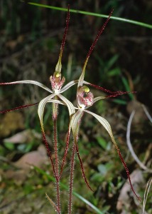Dwarf Common Spider Orchid