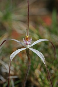 Dwarf Common Spider Orchid