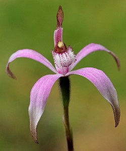 Pink Candy Orchid