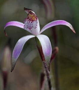 Pink Candy Orchid
