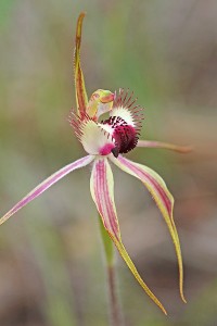 Hoffman's Spider Orchid