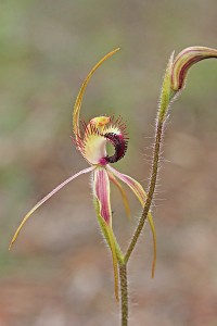 Hoffman's Spider Orchid