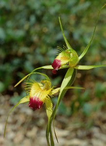 Funnel-web Spider Orchid