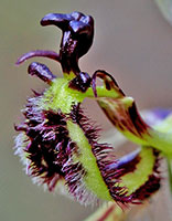 Caladenia labellum 11