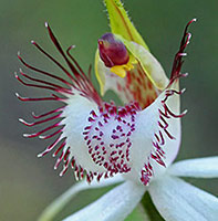 Caladenia labellum 3