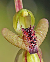Caladenia labellum 8
