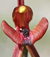 Caladenia labellum 9